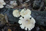 Lentinus tigrinus image