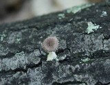 Lentinus tigrinus image