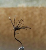 Xylaria tentaculata image