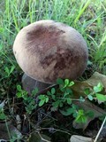 Tylopilus felleus image