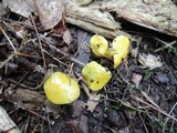 Hygrocybe glutinipes image