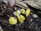 Hygrocybe glutinipes image