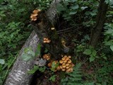 Kuehneromyces mutabilis image