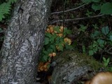Kuehneromyces mutabilis image