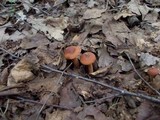 Lactarius rufus image