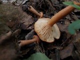 Lactarius rufus image
