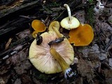 Pluteus leoninus image