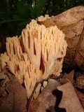 Ramaria formosa image