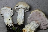 Fistulinella nivea image