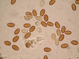 Psilocybe fasciata image
