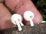 Marasmiellus volvatus image
