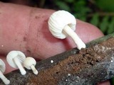 Marasmiellus volvatus image