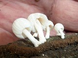 Marasmiellus volvatus image