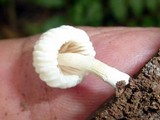 Marasmiellus volvatus image