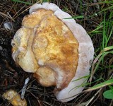 Fomitopsis schrenkii image