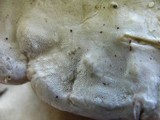 Fomitopsis schrenkii image
