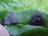 Graphiopsis chlorocephala image