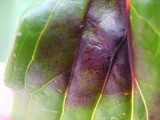 Graphiopsis chlorocephala image