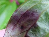 Graphiopsis chlorocephala image