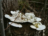 Trametes gibbosa image