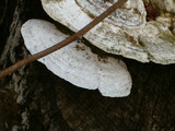 Trametes gibbosa image