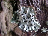 Hypogymnia physodes image