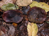 Phylloporus arenicola image
