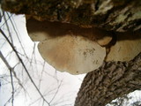 Trametes gibbosa image