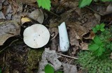Russula atropurpurea image