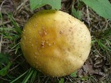 Amanita flavorubens image