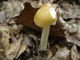 Amanita sect. Vaginatae image