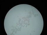 Amanita sect. Vaginatae image
