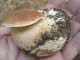 Boletus subcaerulescens image