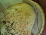 Boletus subcaerulescens image