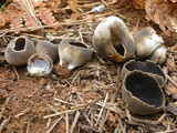 Helvella leucomelaena image