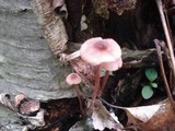 Mycena sanguinolenta image