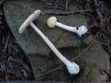 Amanita praecox image