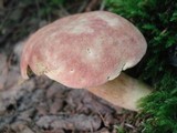 Boletus miniato-olivaceus image