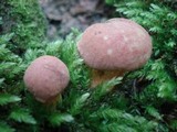 Boletus miniato-olivaceus image