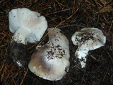 Tricholoma vernaticum image