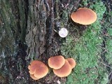 Gymnopilus sapineus image