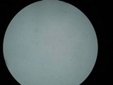 Mitrula elegans image