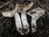Tricholoma vernaticum image