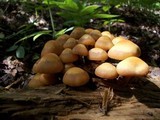 Kuehneromyces mutabilis image
