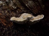 Daedalea quercina image