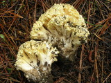 Ramaria rasilispora image