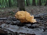 Pycnoporellus fulgens image