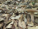 Lactarius corrugis image