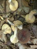 Lactarius corrugis image