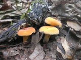 Lactarius hygrophoroides image